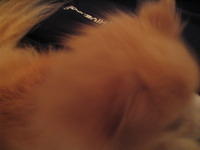 IMG_1236.jpg