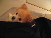 IMG_1243.jpg